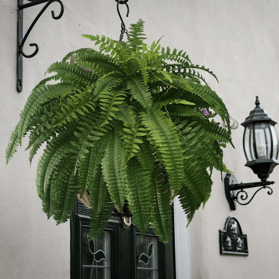UV Resistant Lifelike Artificial Boston Fern🎁Buy 4 Free Shipping