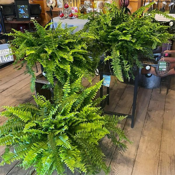 UV Resistant Lifelike Artificial Boston Fern🎁Buy 4 Free Shipping