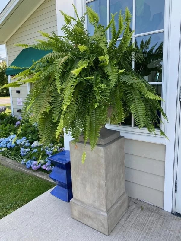 UV Resistant Lifelike Artificial Boston Fern🎁Buy 4 Free Shipping